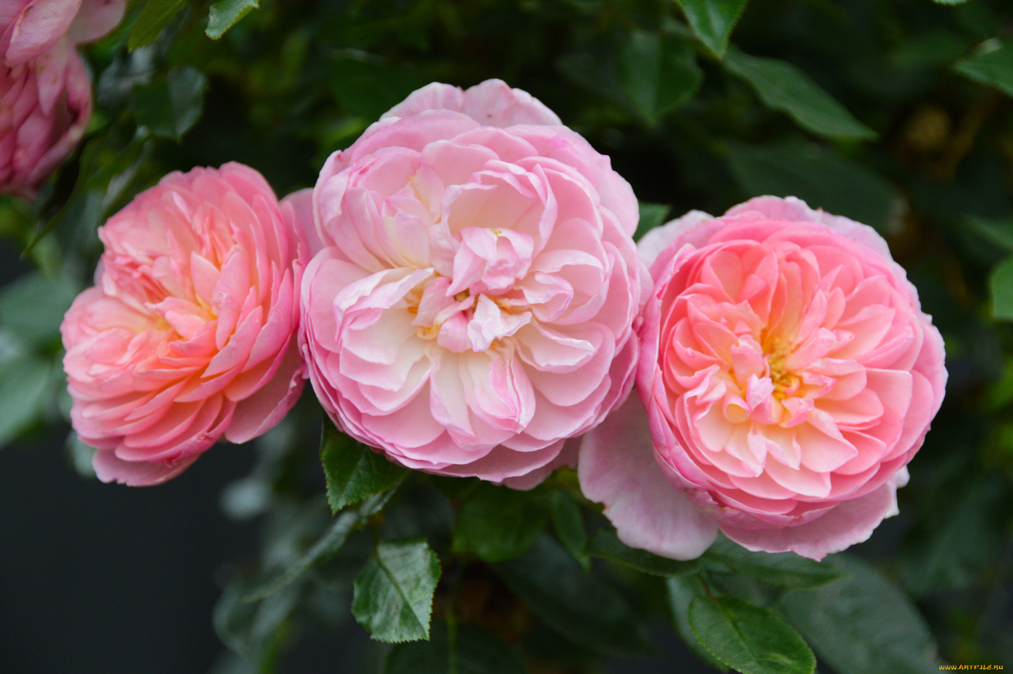, , , , , , , blossoms, leaves, petals, bud, rose